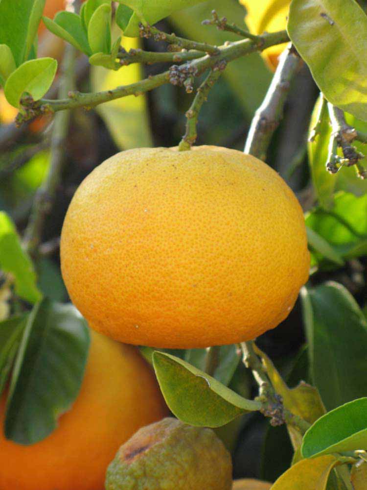              Fruit (Bouquet de Fleurs, Riverside, CA)       